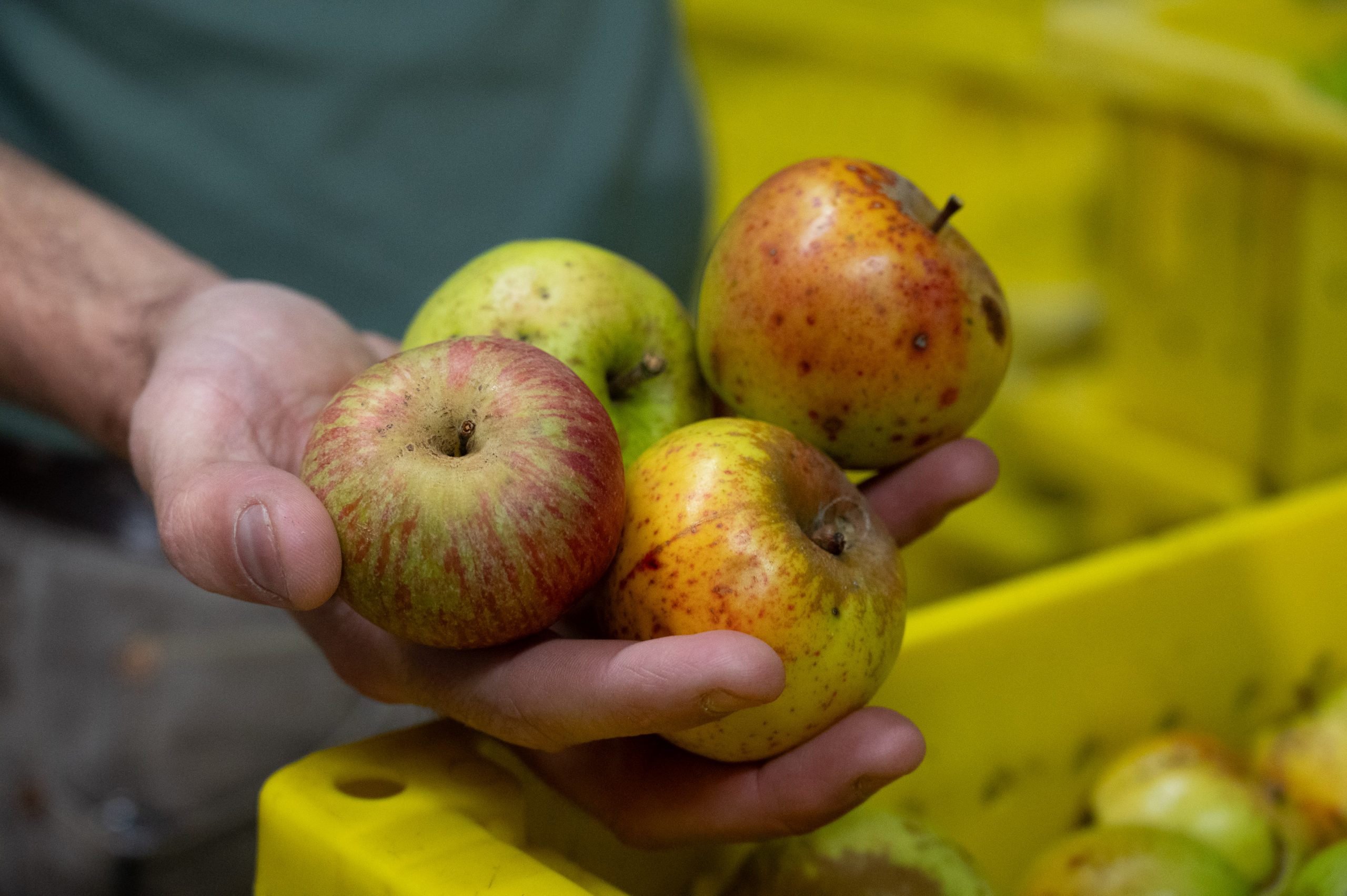 Manual Fruit Crusher for Apples : Homesteader's Supply