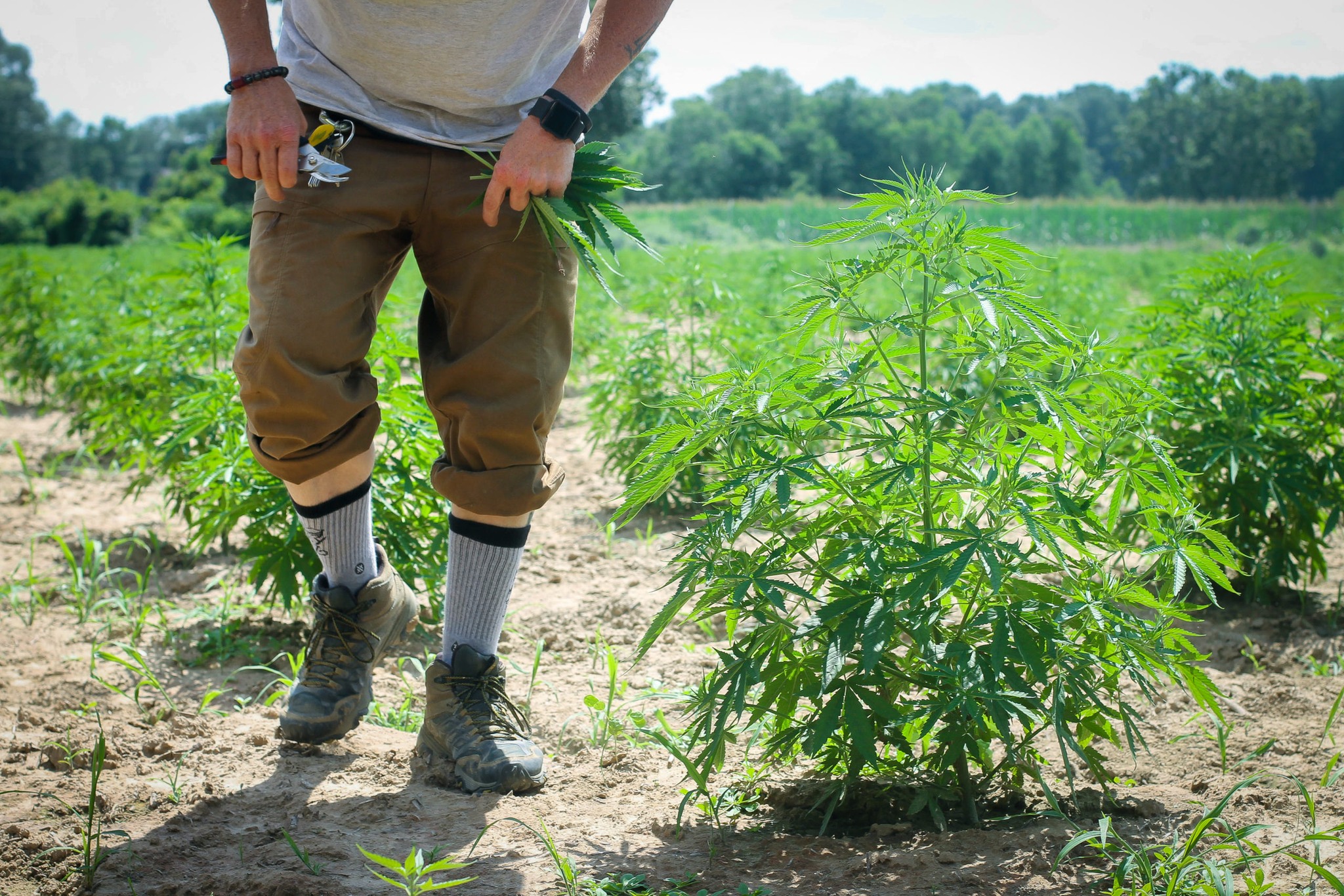 Memphis Flyer ClimateSmart Hemp Gets 5M Boost in Tennessee