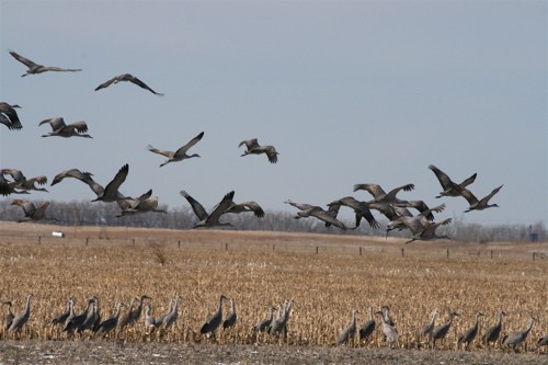 Memphis Flyer | Kill the Cranes! Kill the Cranes!