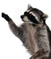 Memphis Flyer | Pet Raccoons and Best of Categories