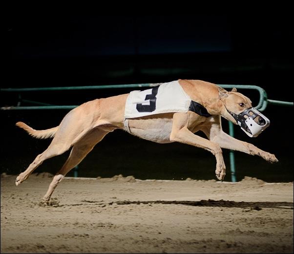 Memphis Flyer Greyhound Racing To End In West Memphis
