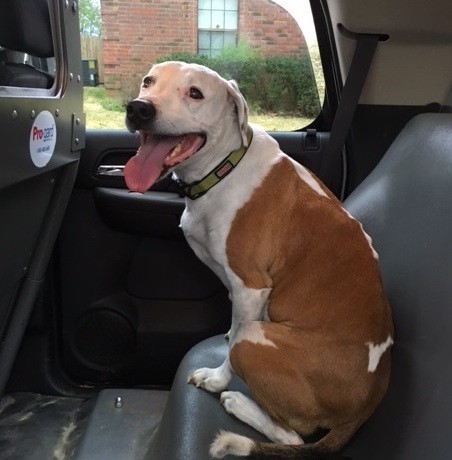 Memphis Flyer | Sheriff’s Deputy Rescues Dogs From House Fire