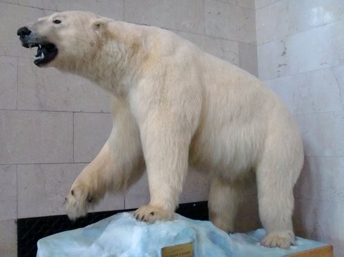 stuffed polar bear real